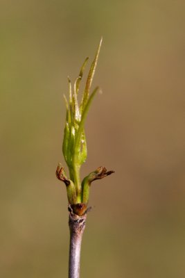 Cotinus coggygria 'Smokey Joe' - ruj vlasatá -list jaro